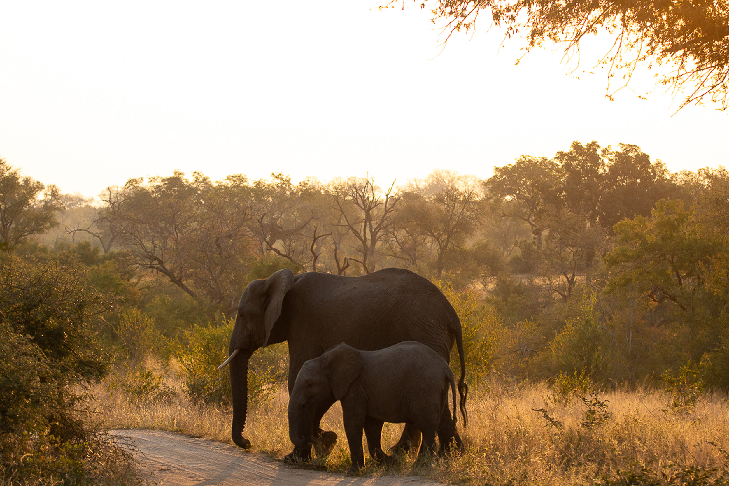 Ss Collection Foundation Purpose Elephant Calf