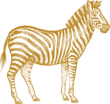 Gold Zibra