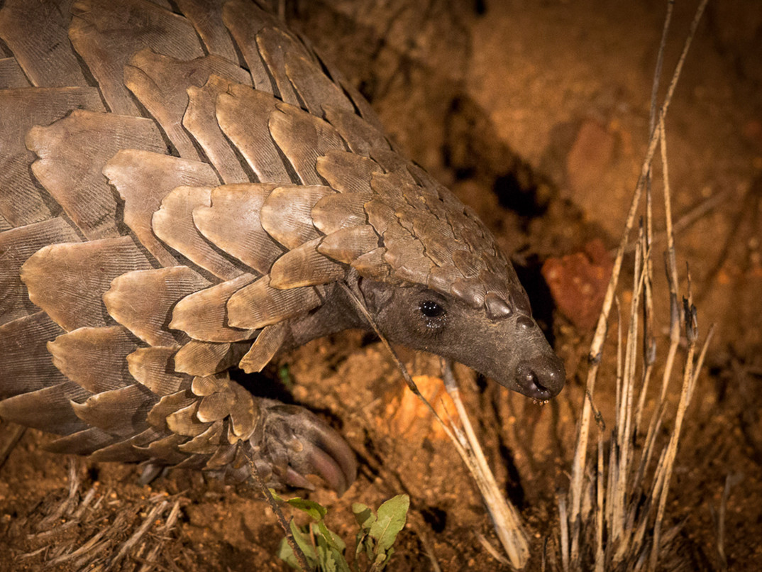 Ss Collection Our Commitment Sustainability Pangolin