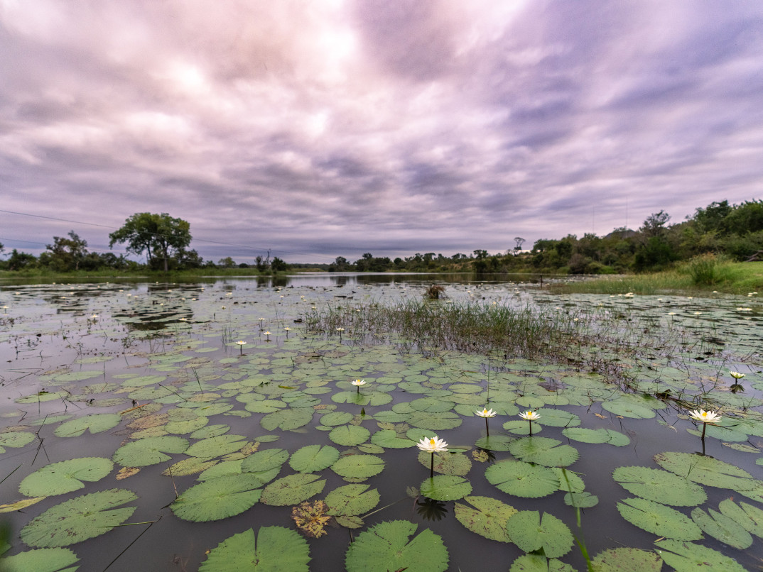 Ss Collection Sandringham Gallery Safari Experience Waterscape
