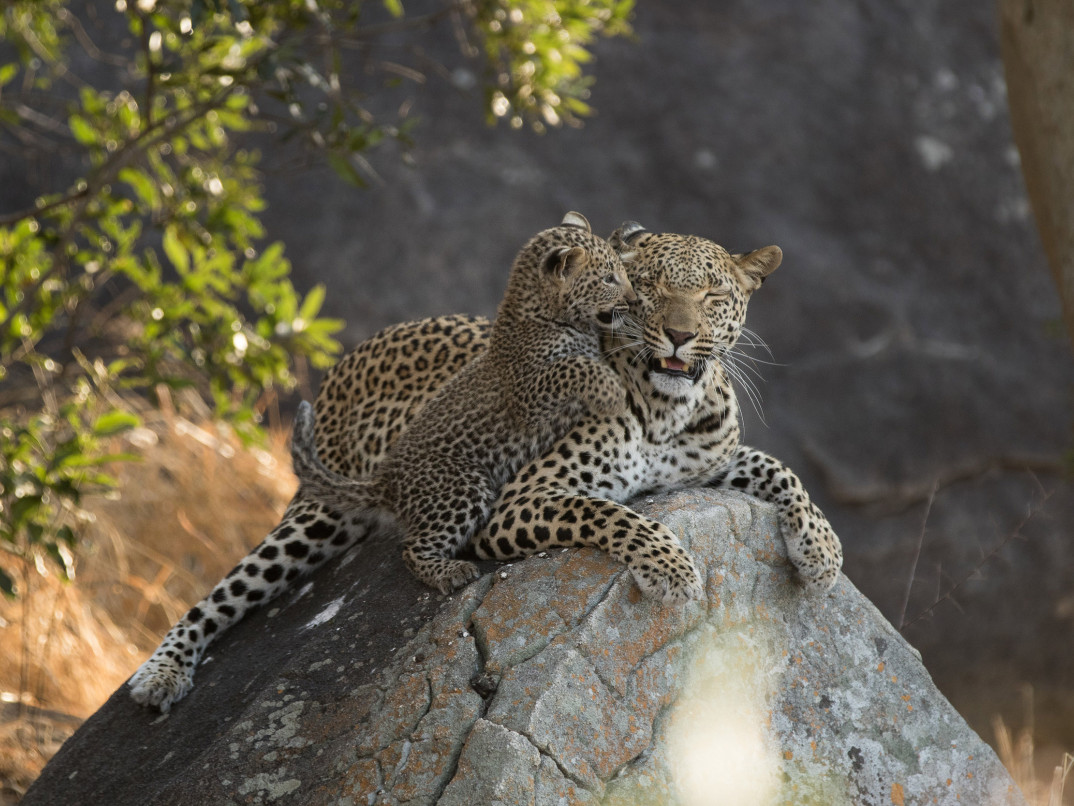 Ss Collection Our Commitment Sustainability Leopard Cub
