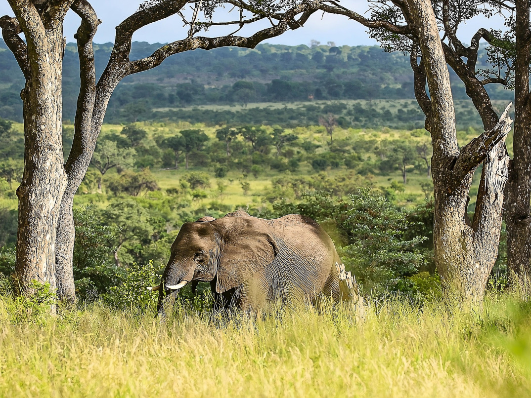 Ss Collection Sandringham Gallery Safari Experience Elephant