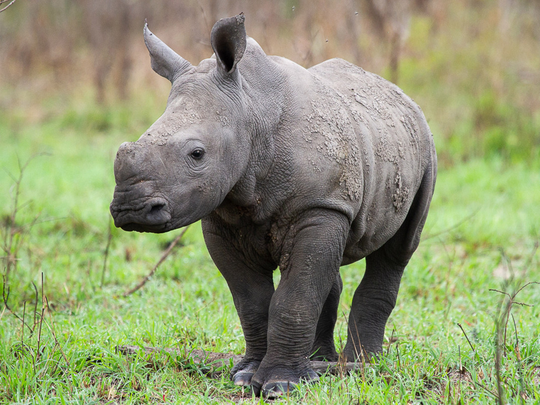 Ss Collection Our Commitment Sustainability Rhino Calf