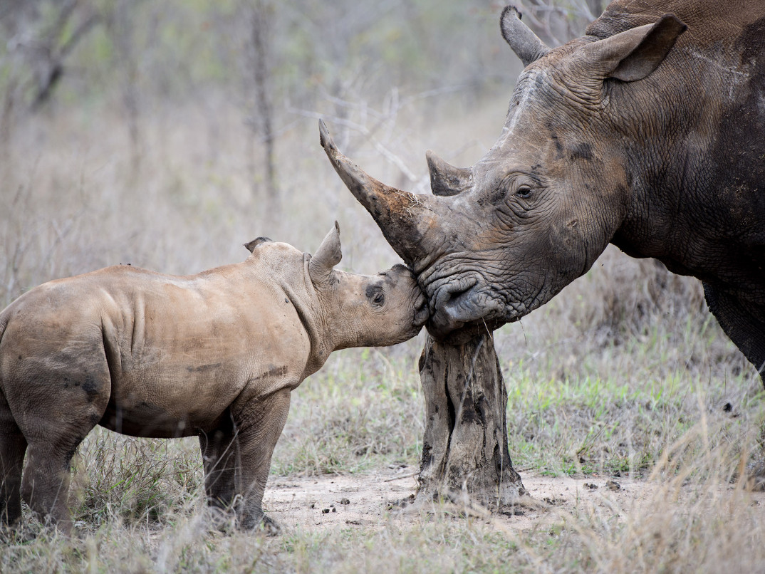 Ss Collection Our Commitment Sustainability Rhino