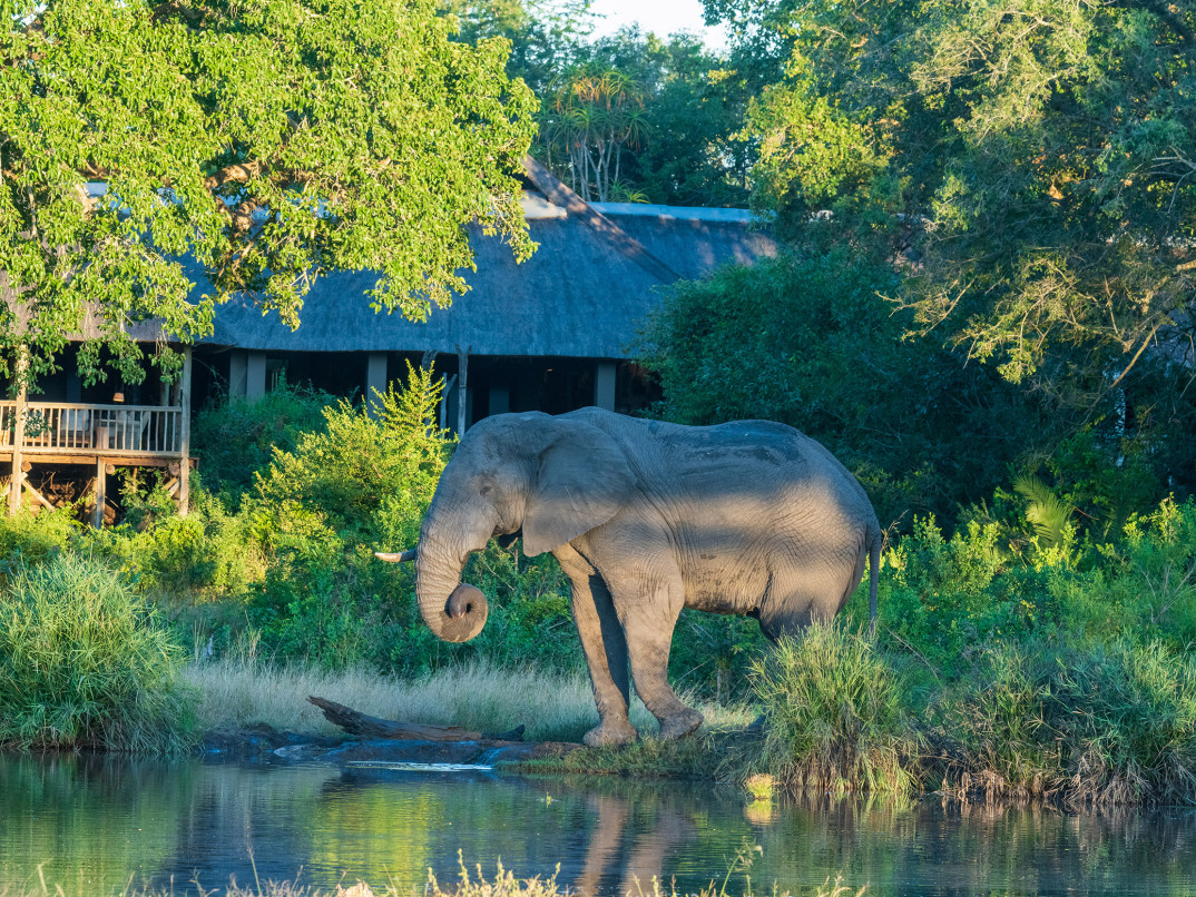 Ss Collection Sabi Sabi Video Elephant Bush Lodge
