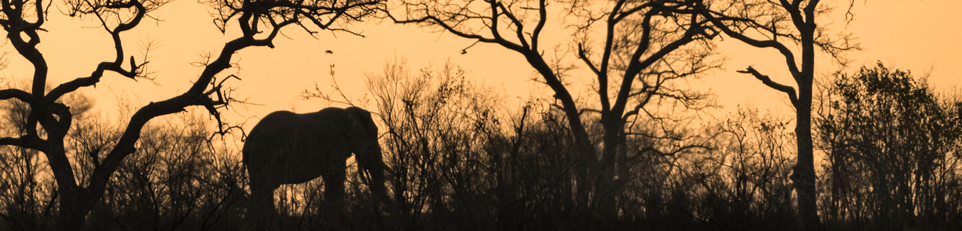 Ss Collection Home Private Travel Elephant Silhoutte