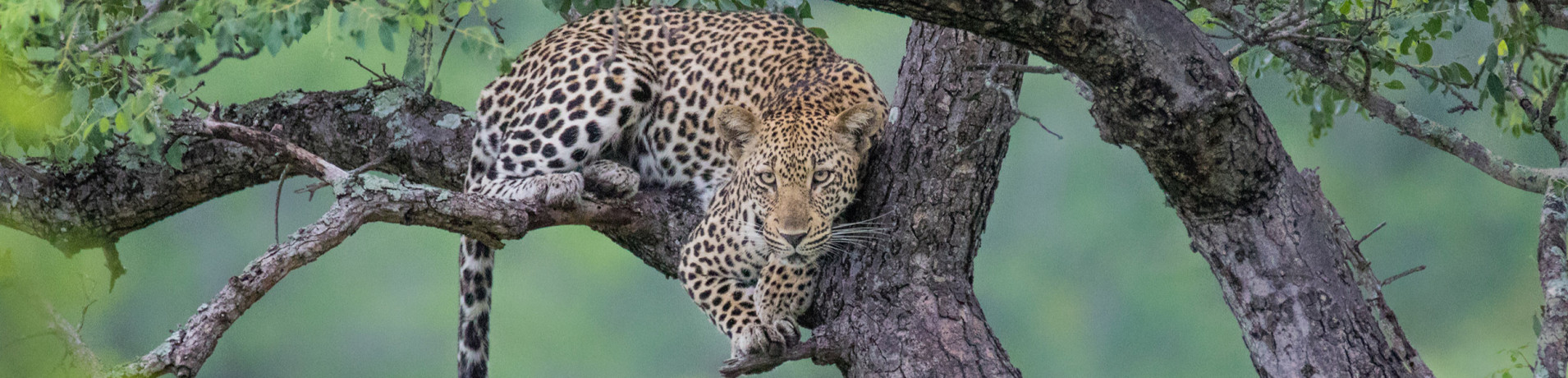 Ss Collection About Us Banner Leopard Tree