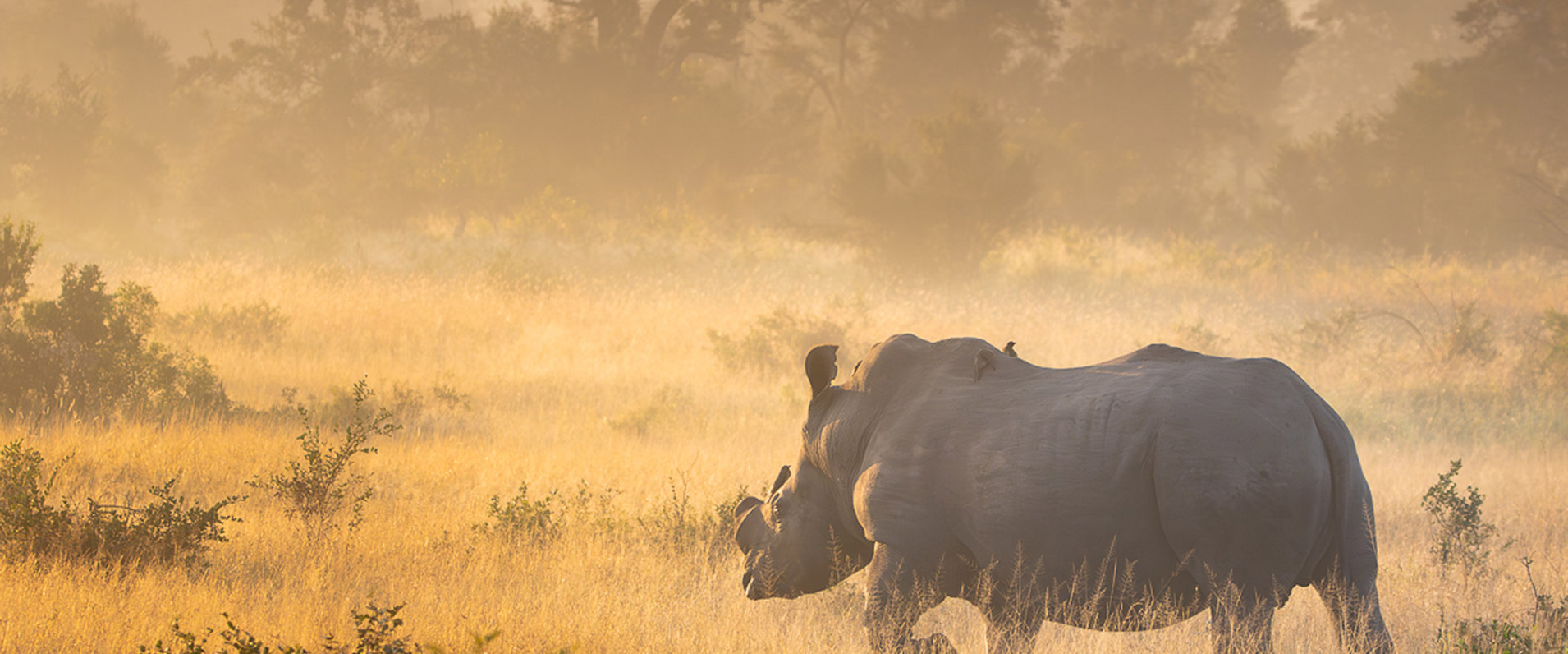 Ss Collection Our Commitment Sustainability Rhino Sunset