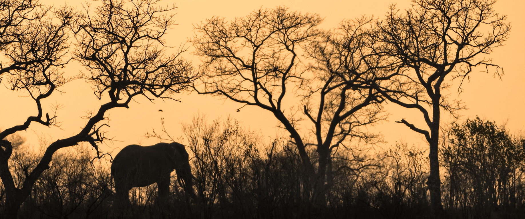 Ss Collection Home Private Travel Elephant Silhoutte