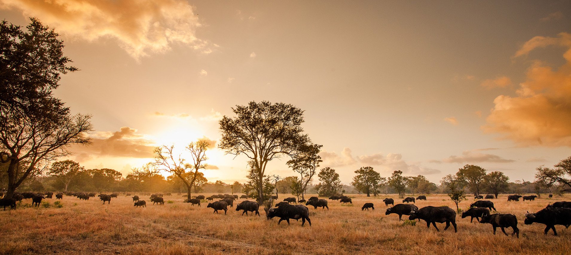 Ss Collection Home Our Transformation Large Herd Buffalo Sunset