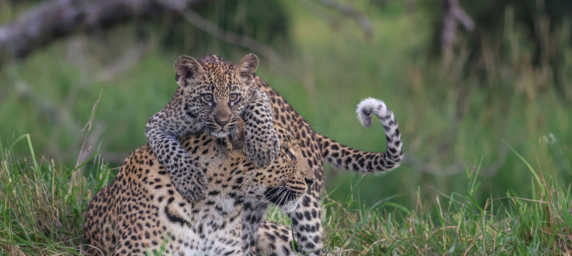 Ss Collection Foundation Vision Leopard Cub