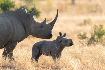 Ss Collection Product Landing Intro Rhino Calf