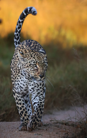 Ss Collection Sabi Sabi Gallery Safari Experiences Leopard
