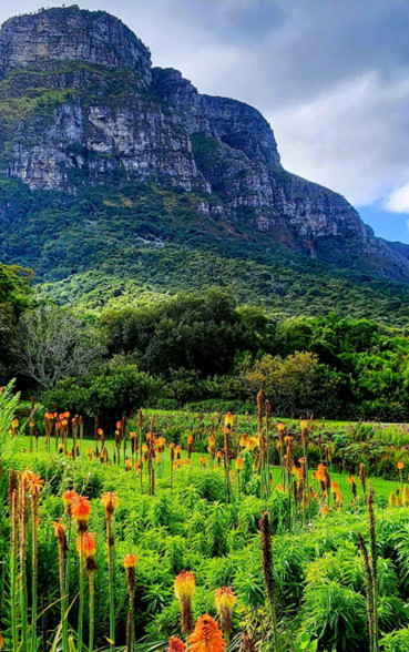 Ss Collection Claremont Gallery Experience Cape Town Kirstenbosch