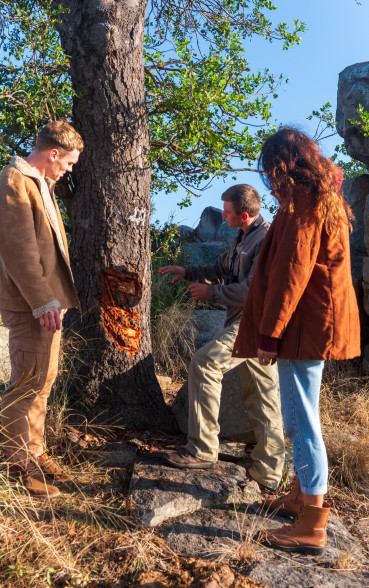 Ss Collection Sabi Sabi Gallery Safari Experiences Leopard Scratch Tree