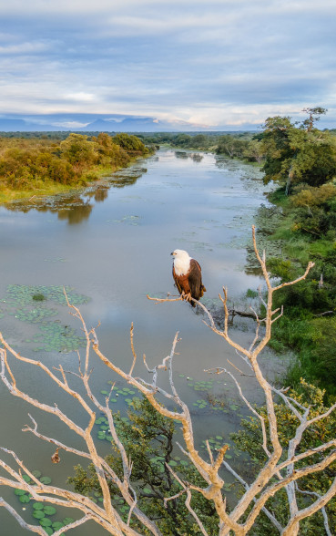 Ss Collection Private Travel Gallery Sandringham Fish Eagle