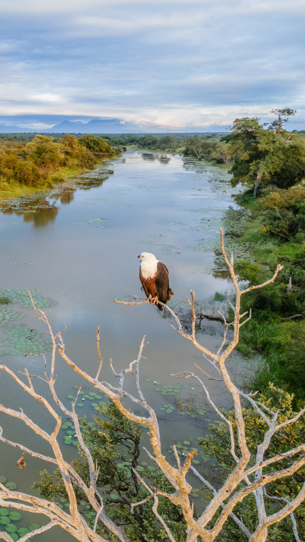 Ss Collection Sandringham Gallery Safari Experience Fish Eagle