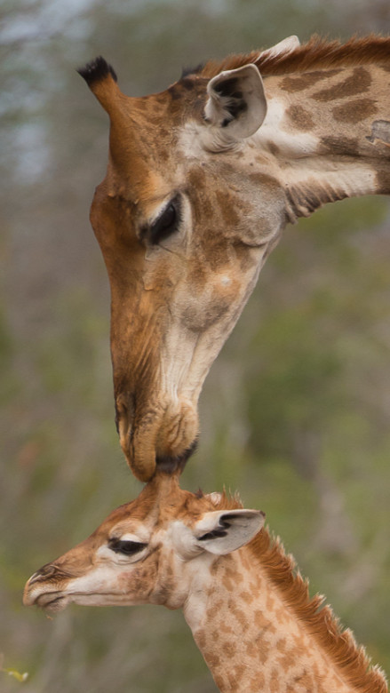 Giraffe 9