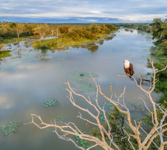 Ss Collection Sandringham Gallery Safari Experience Fish Eagle