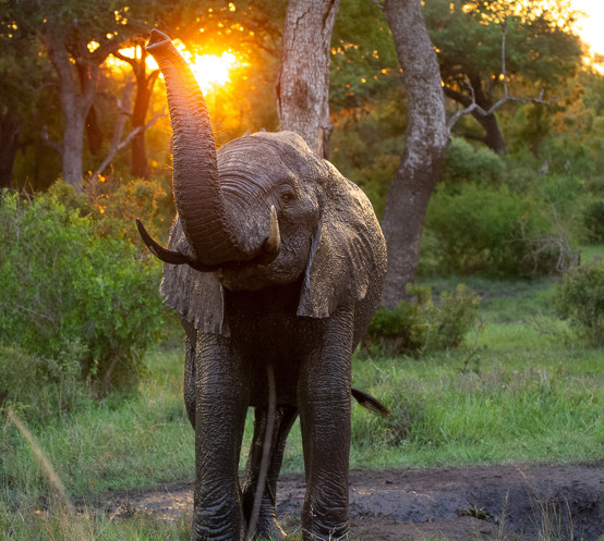 Ss Collection Sabi Sabi Gallery Safari Experiences Elephant Sunset