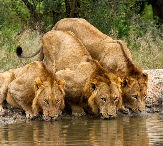 Ss Collection Sabi Sabi Gallery Safari Experiences Lions Drinknig Water