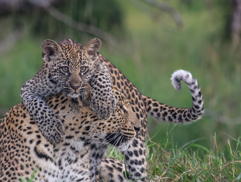 Ss Collection About Us Vision Leopard Cub