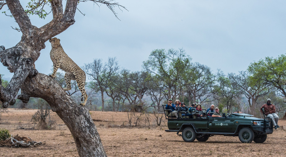 Ss Collection Sabi Sabi Gallery Safari Experiences Cheetah Tree